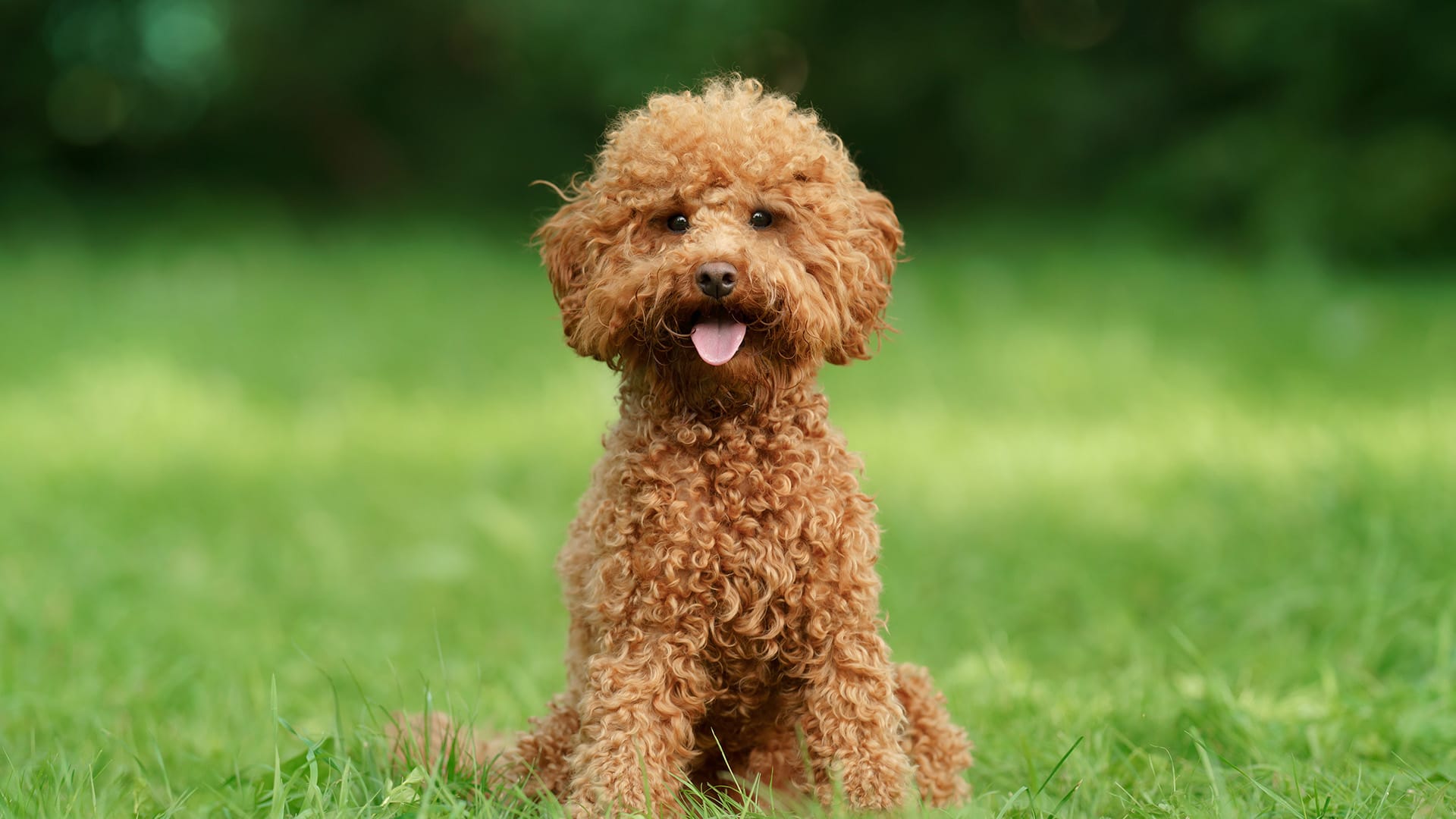 Poodle - Miniature  breed photo