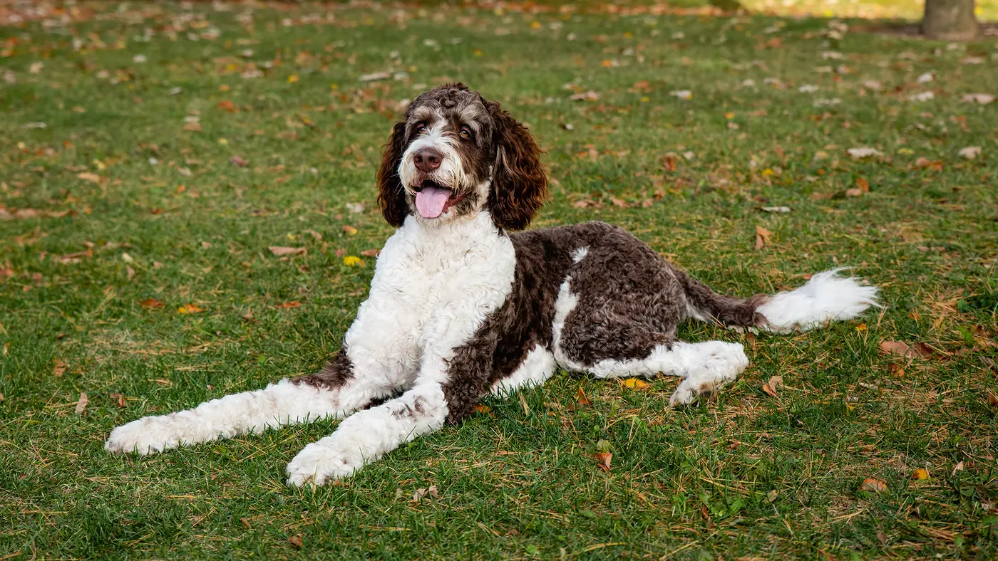 Bernedoodle breed photo