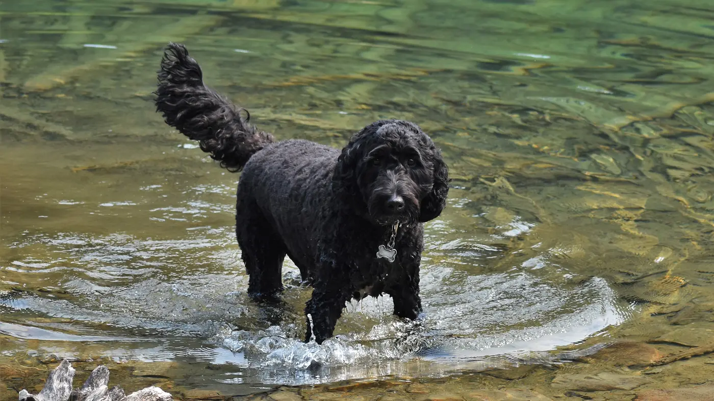 Springer Doodle breed photo