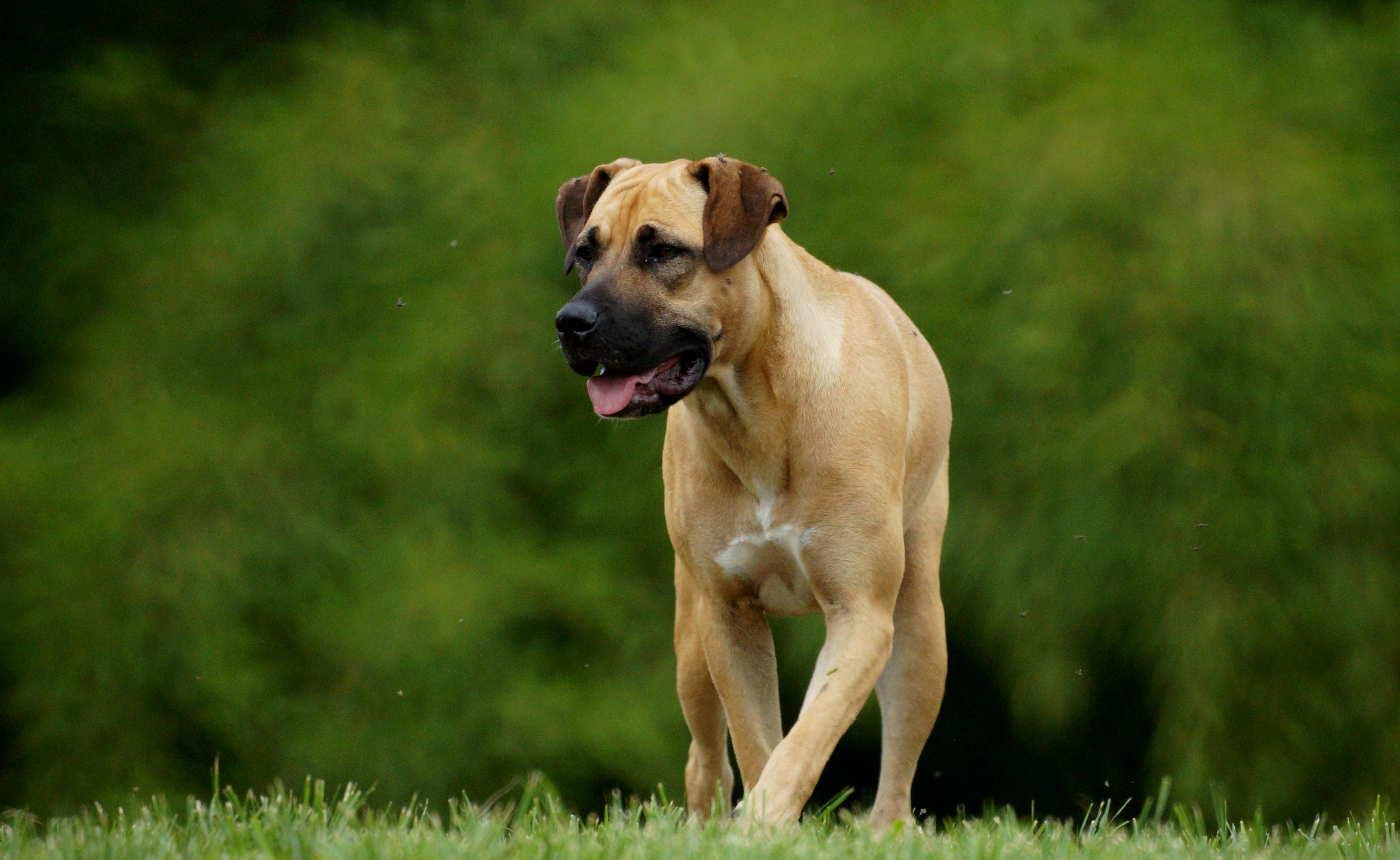 Boerboel breed photo