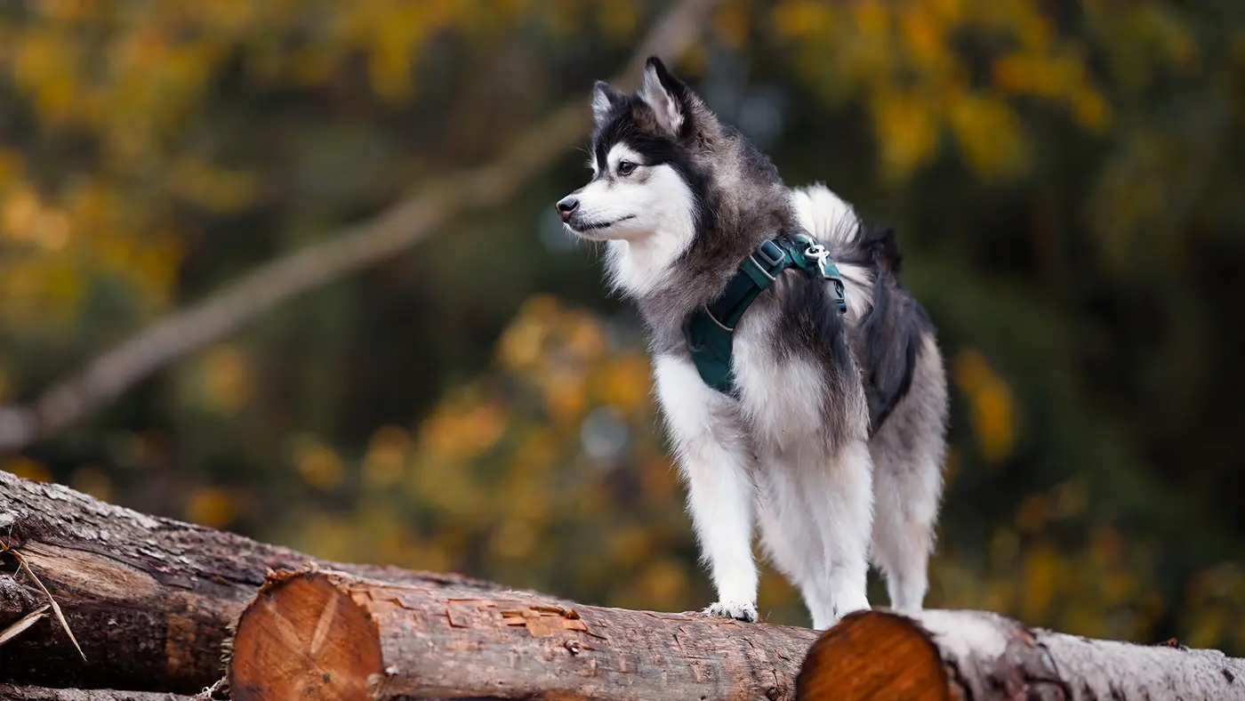 Pomsky breed photo