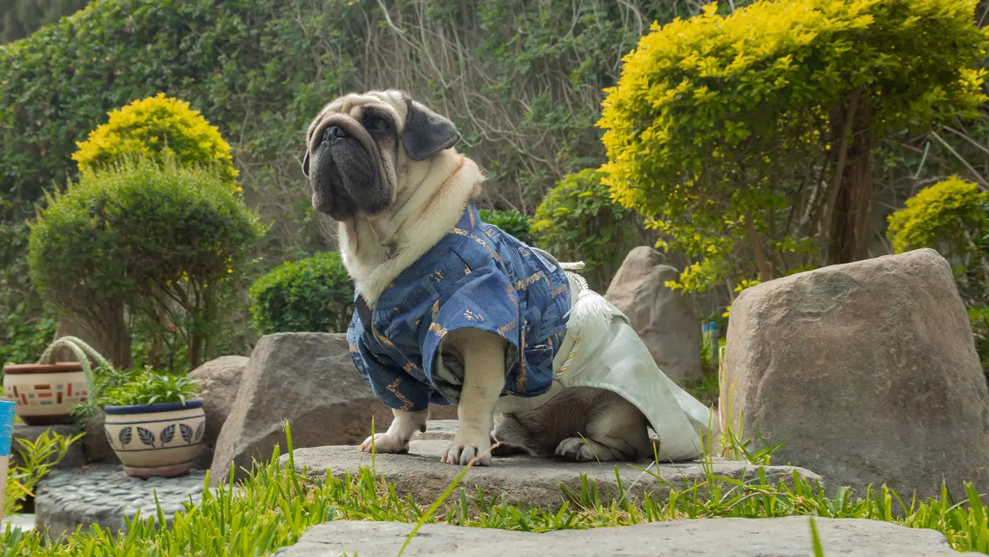 Ori Pei breed photo