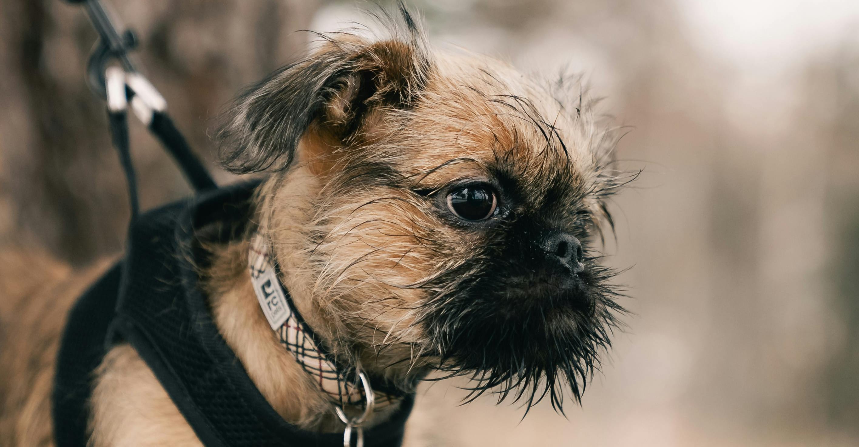 Brussels Griffon breed photo