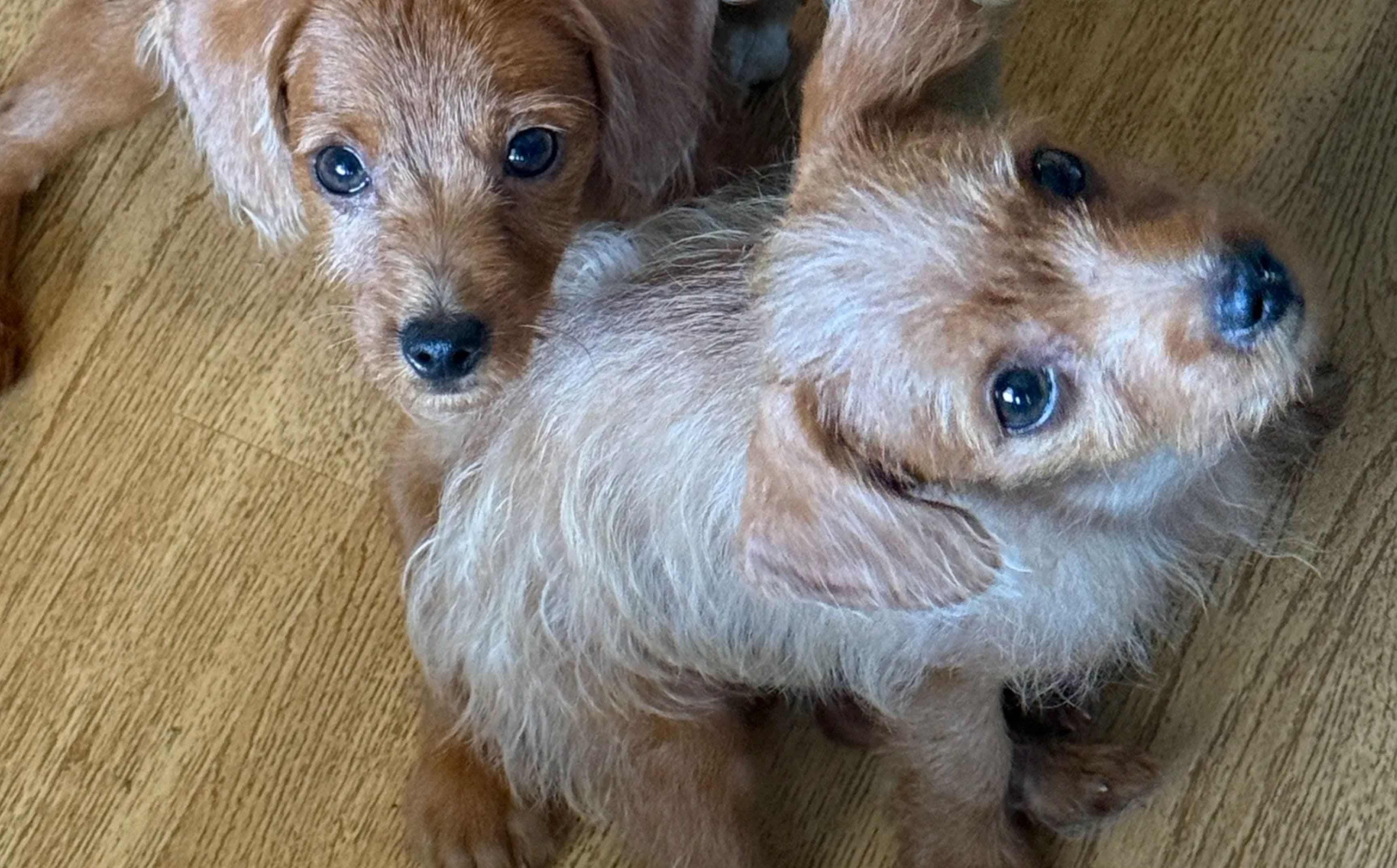 No.1647　chipooh Chipoo – Breed Info, Traits & Characteristics | Puppies.com