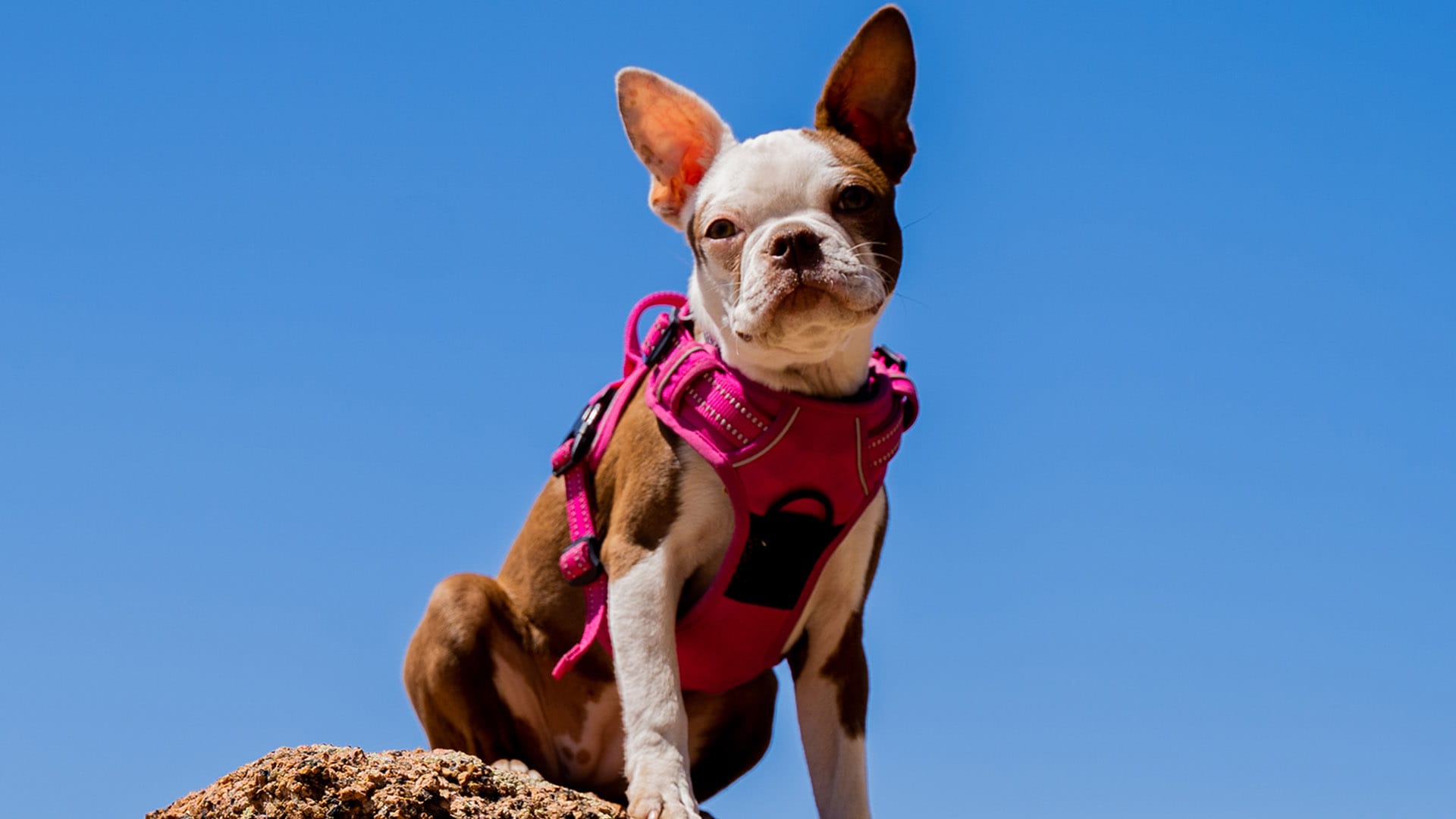 Frenchton breed photo