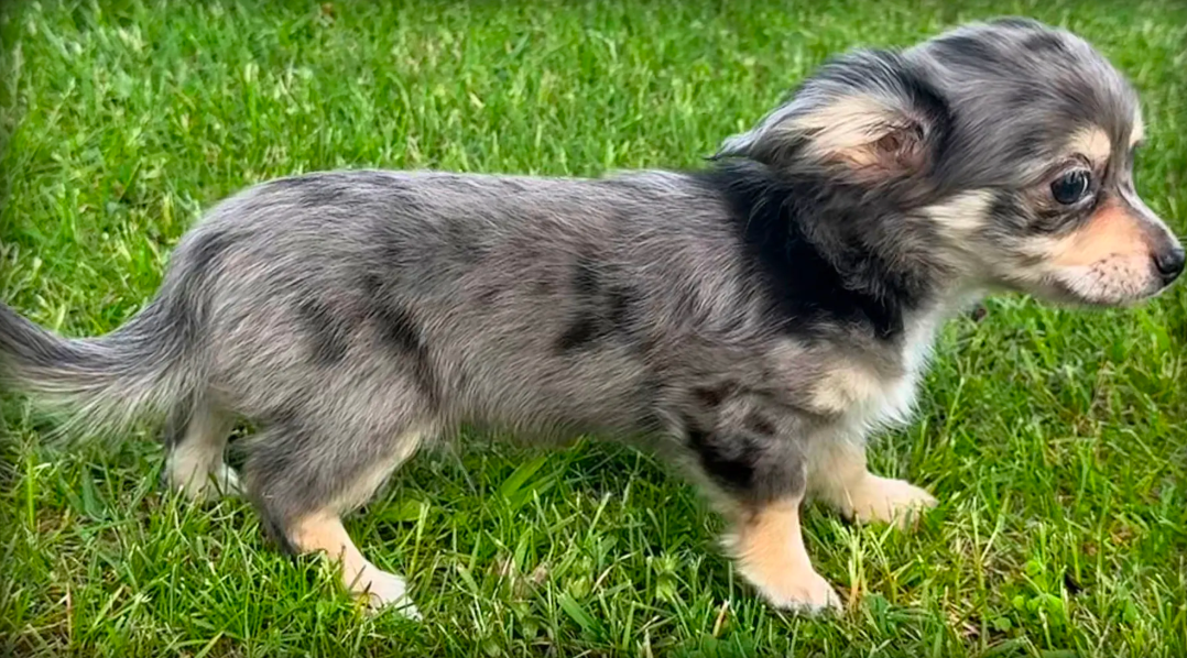 Chiweenie breed photo