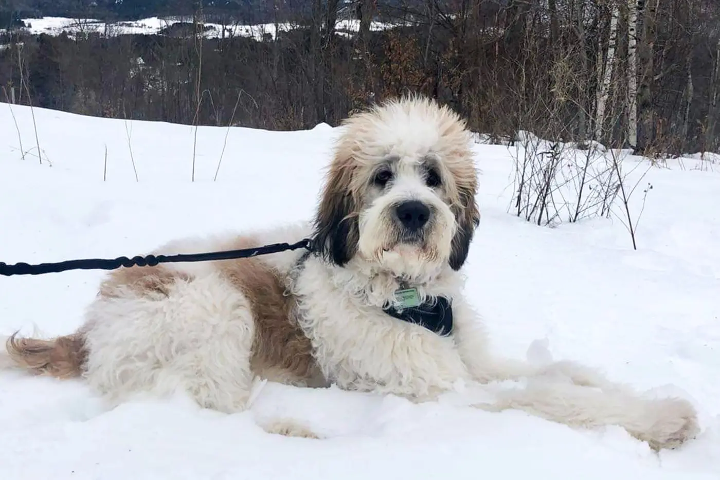 Saint Berdoodle breed photo