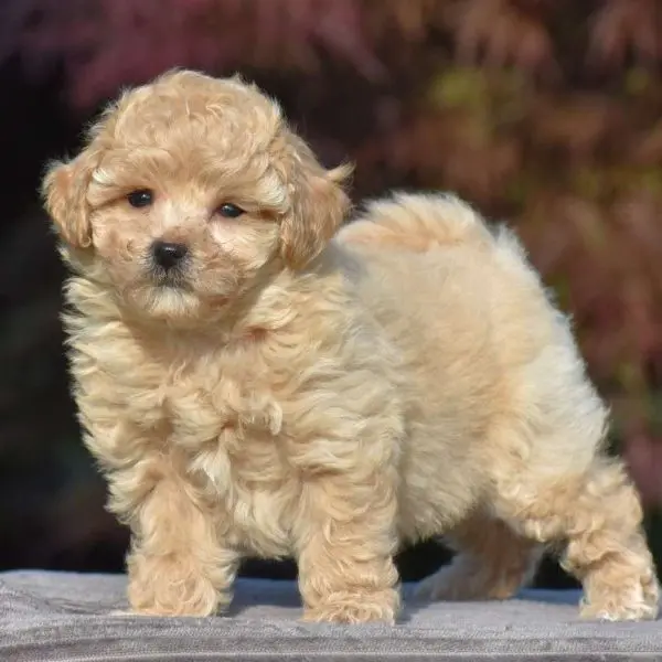 Bichpoo breed photo