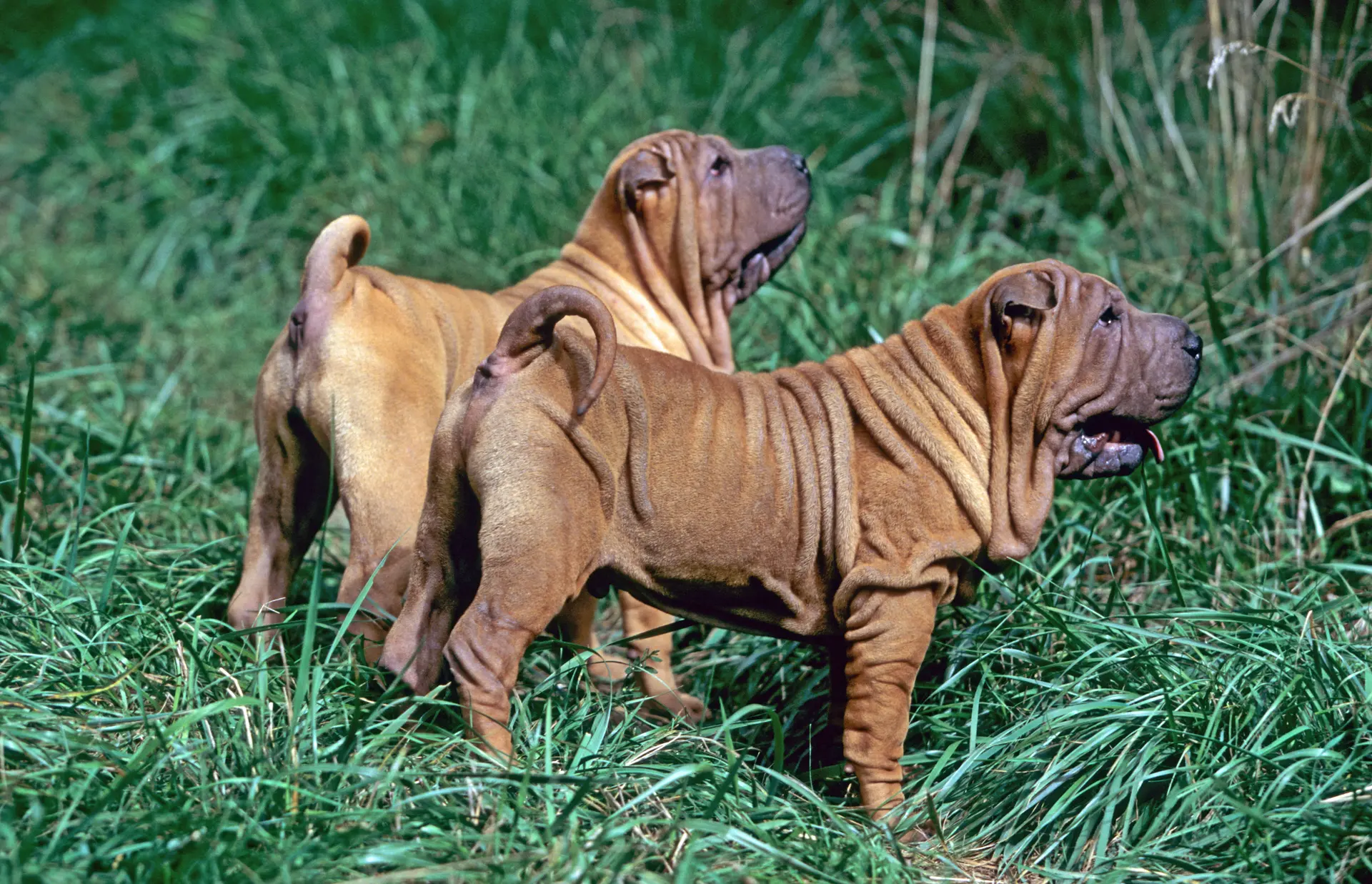 Miniature Shar-Pei breed photo
