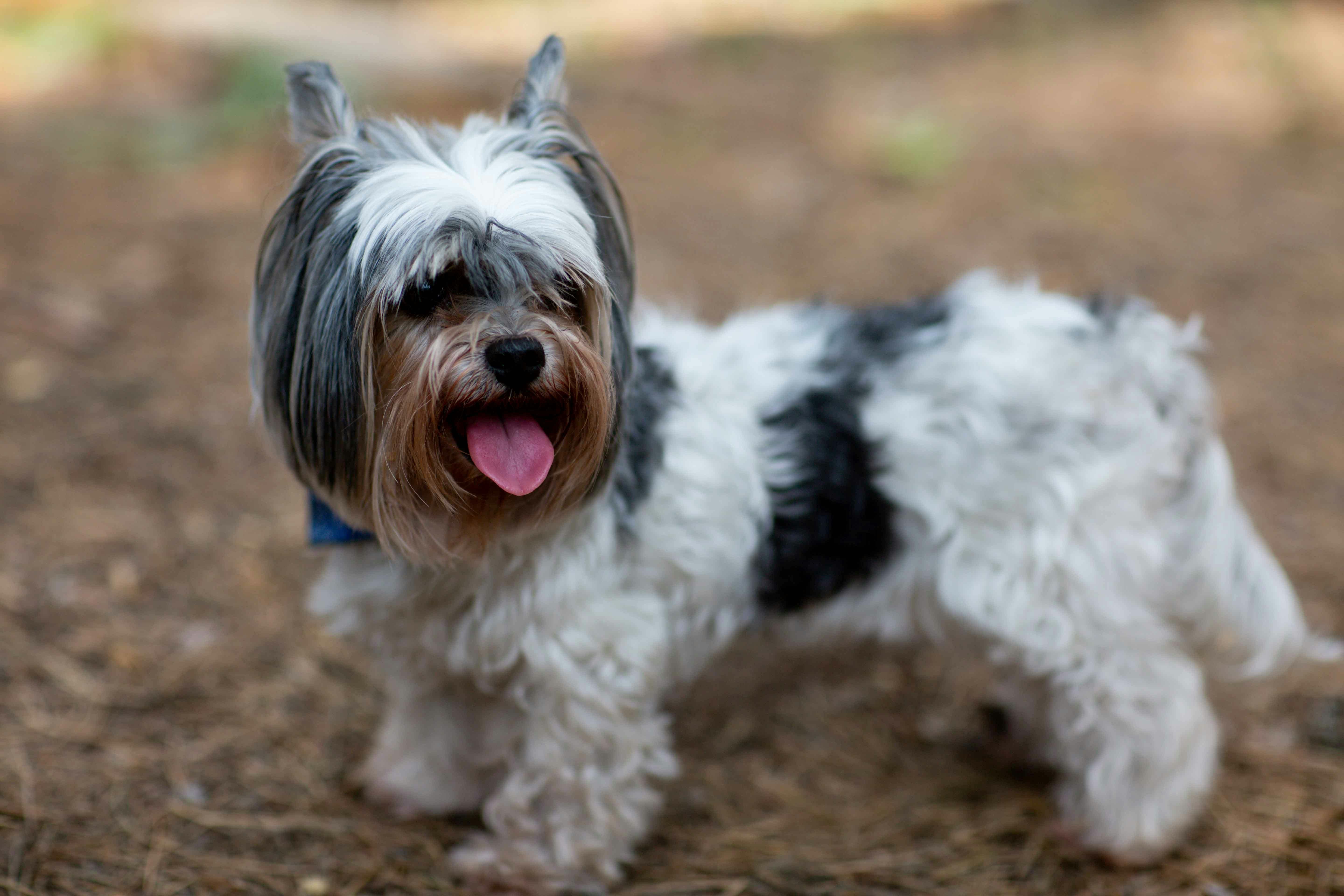 Biewer breed photo