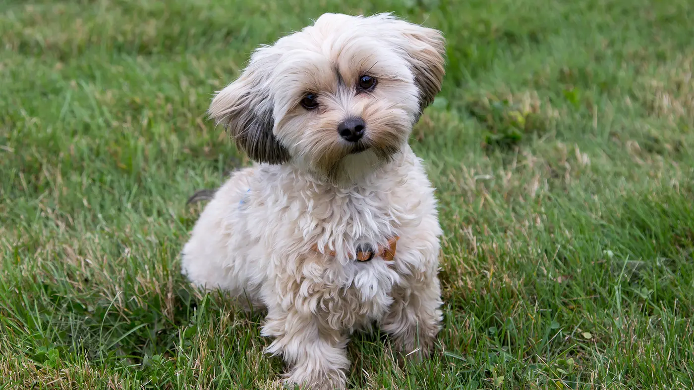 Morkie breed photo