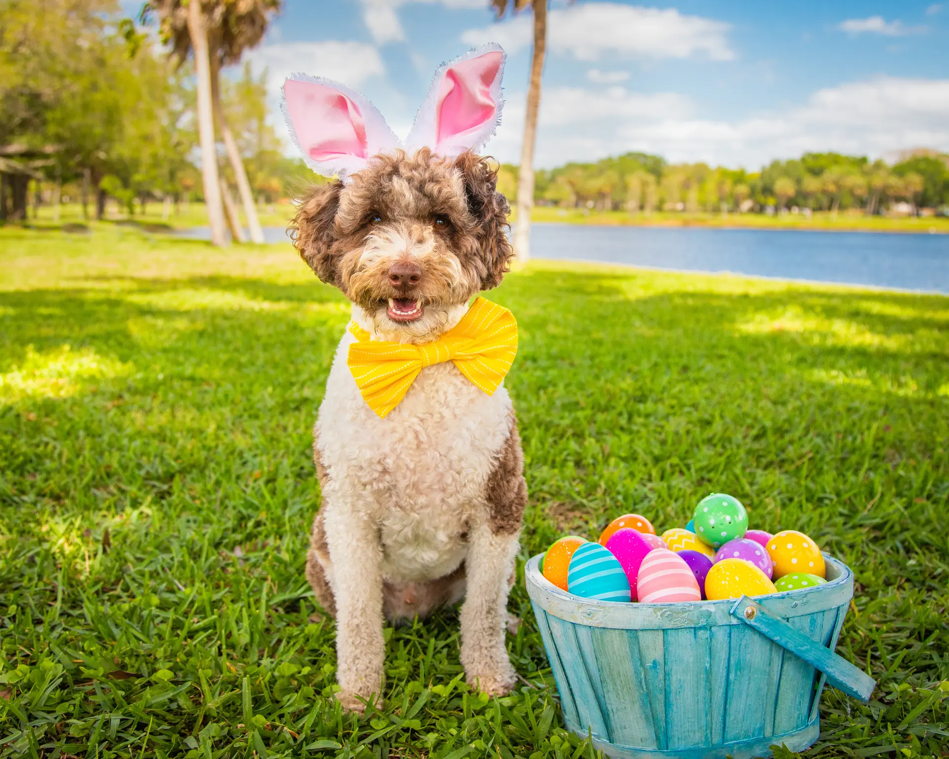 Miniature Bernedoodle breed photo