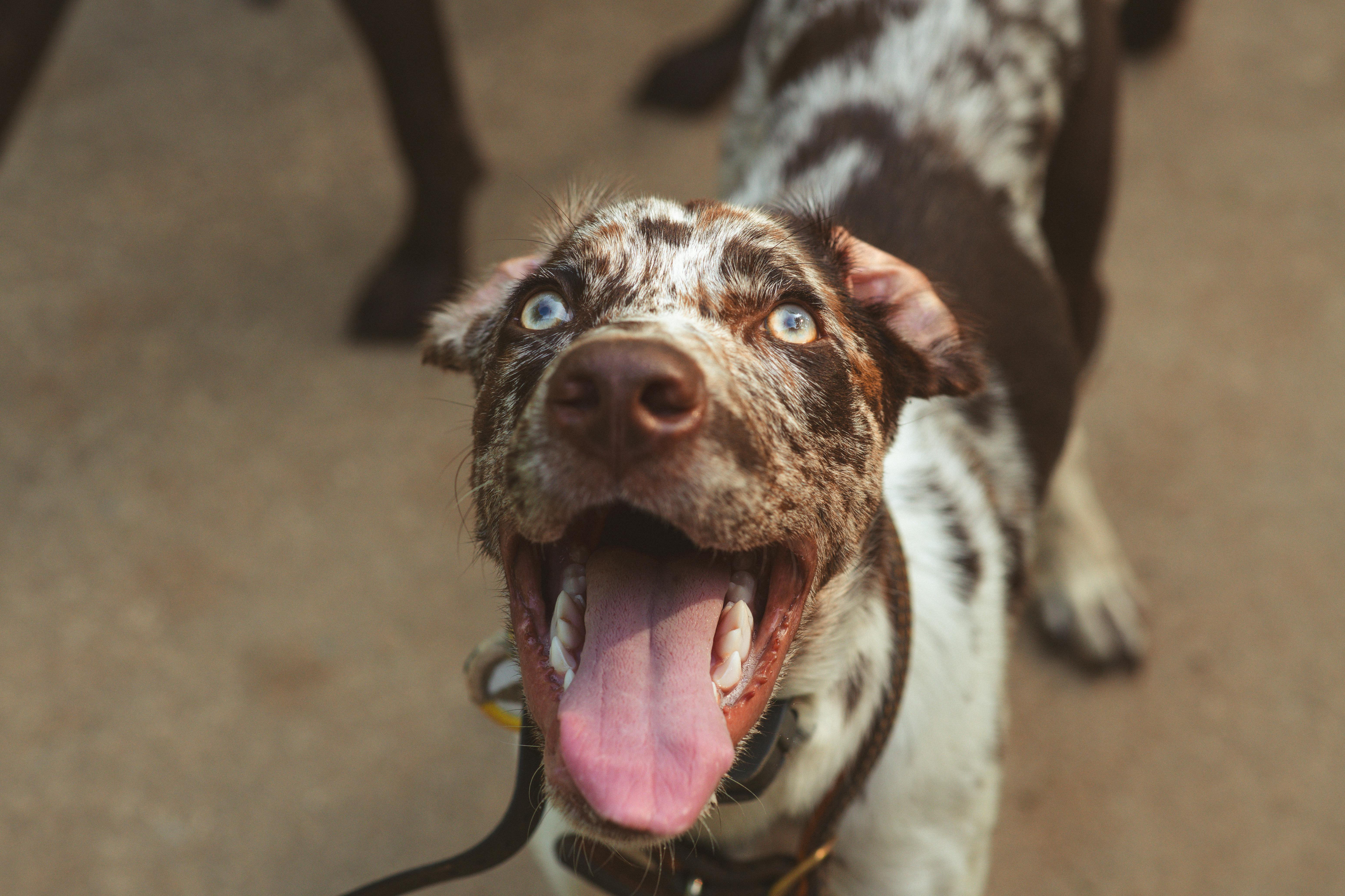 American Leopard Hound breed photo
