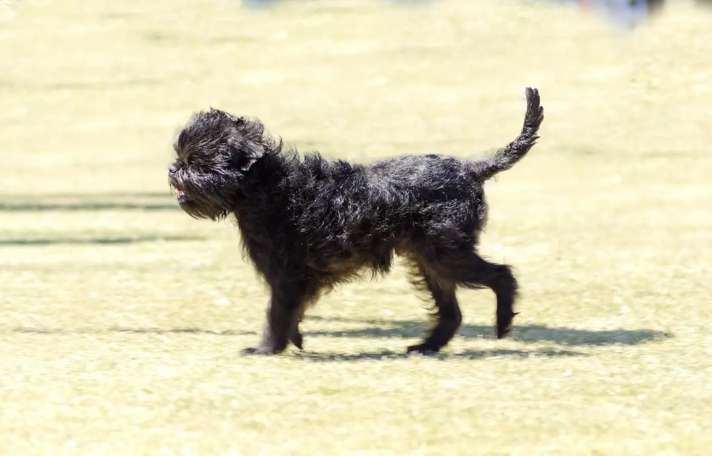 Affenpinscher breed photo