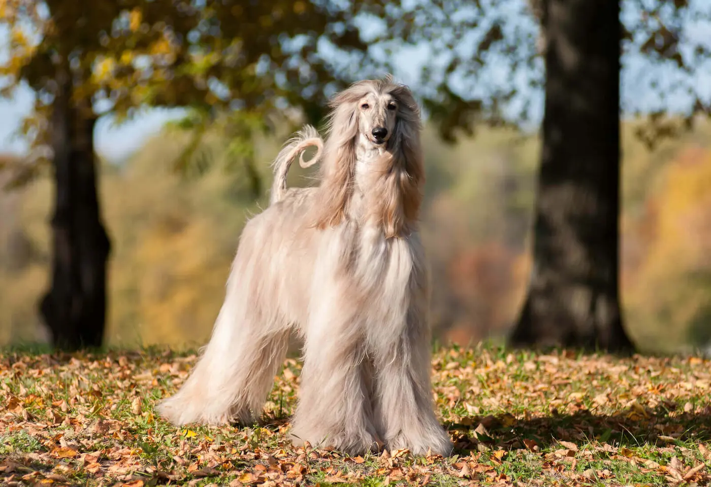 Afghan Hound breed photo