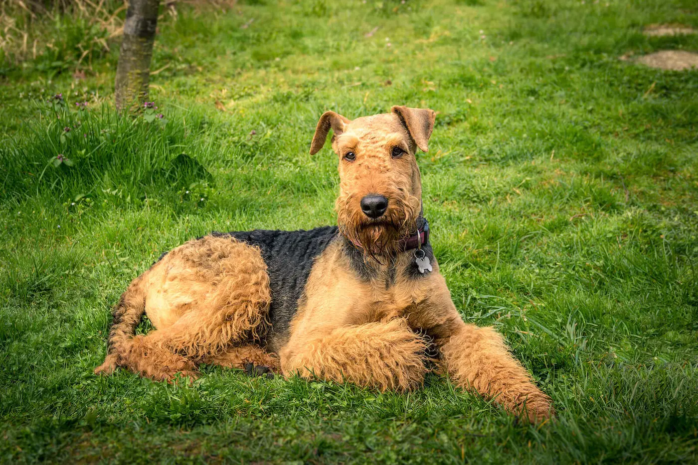 Airedale Terrier breed photo