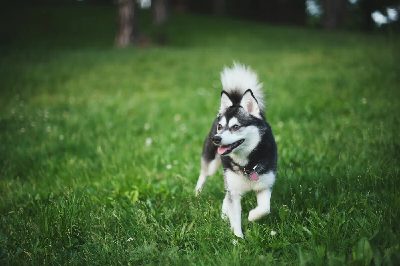 Alaskan Klee Kai breed photo