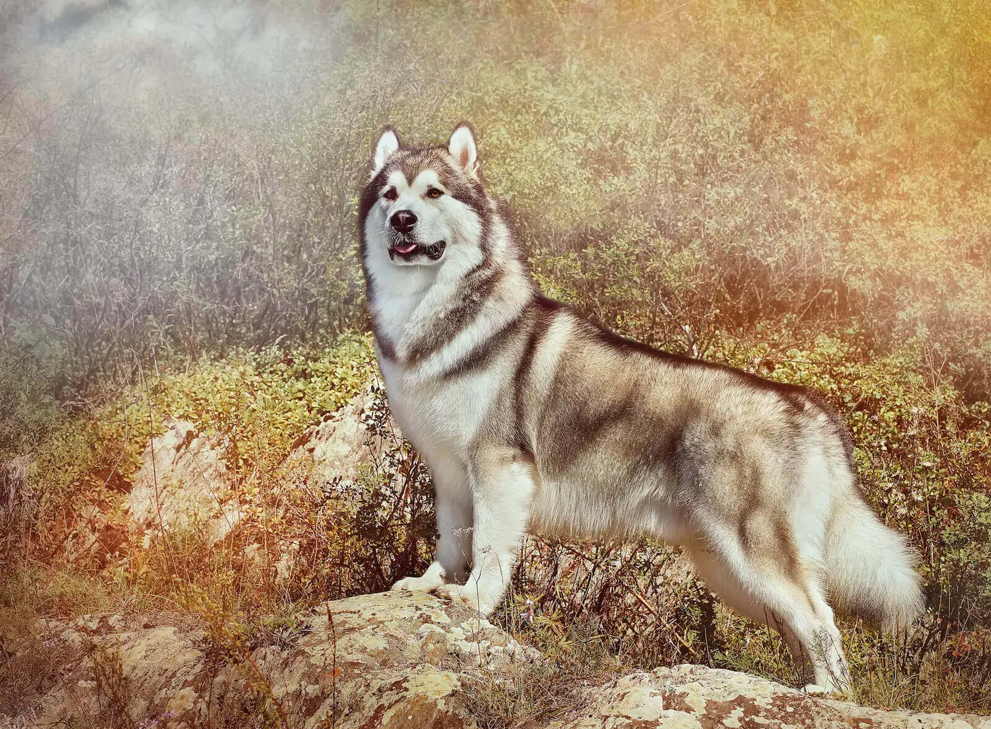 Alaskan Malamute breed photo