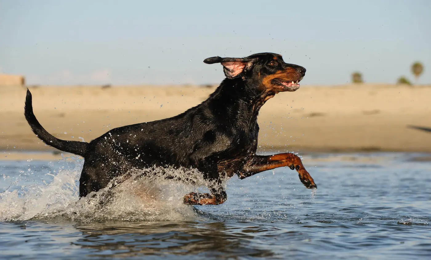American Black and Tan Coonhound breed photo