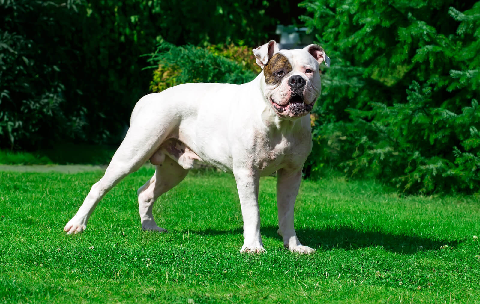 American Bulldog – DogInfo411.com, image size:1600x1015