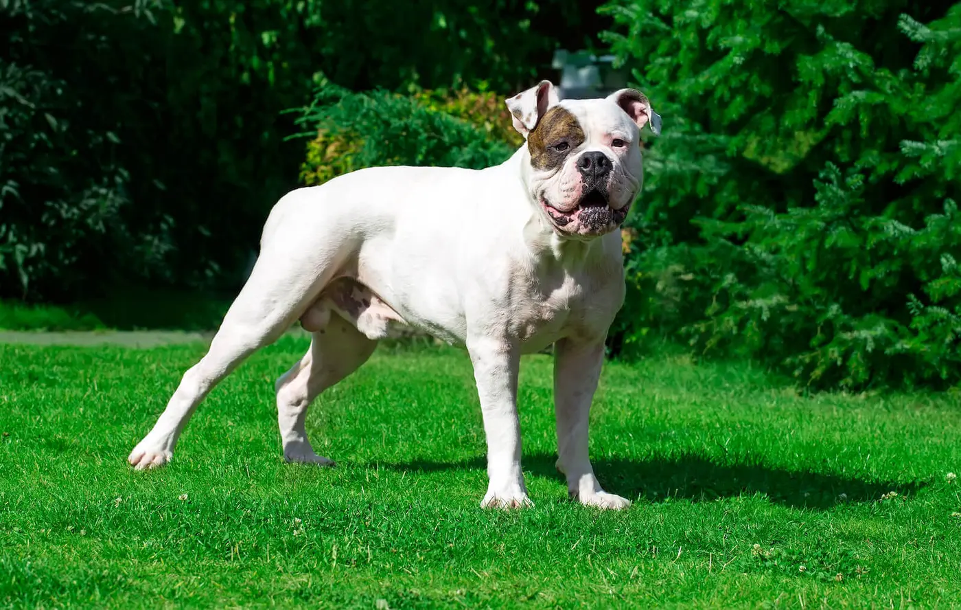 American Bulldog breed photo