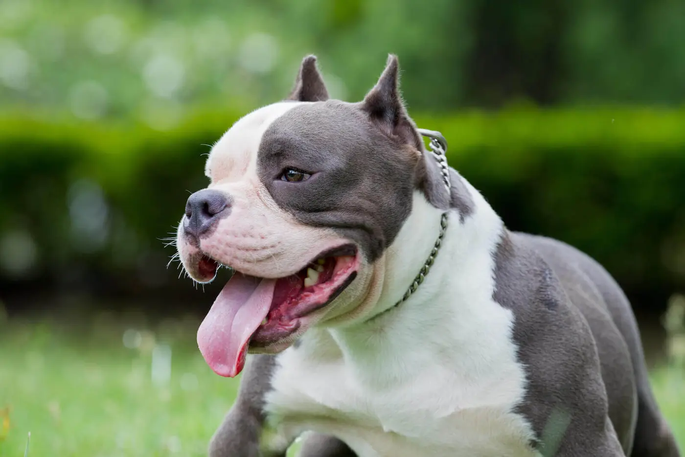 American Bully breed photo