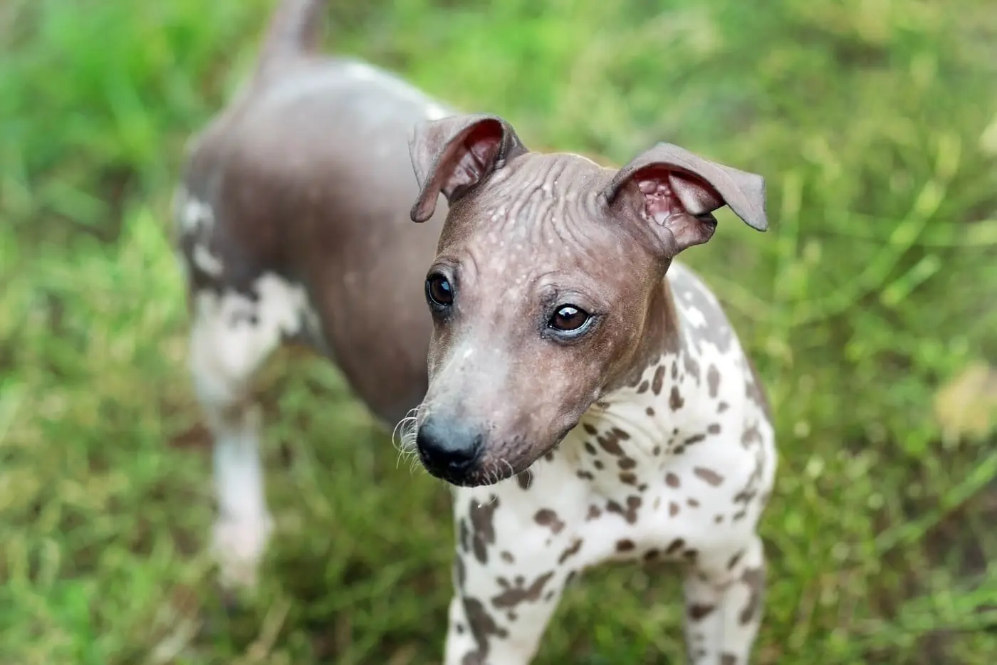 American Hairless Terrier breed photo