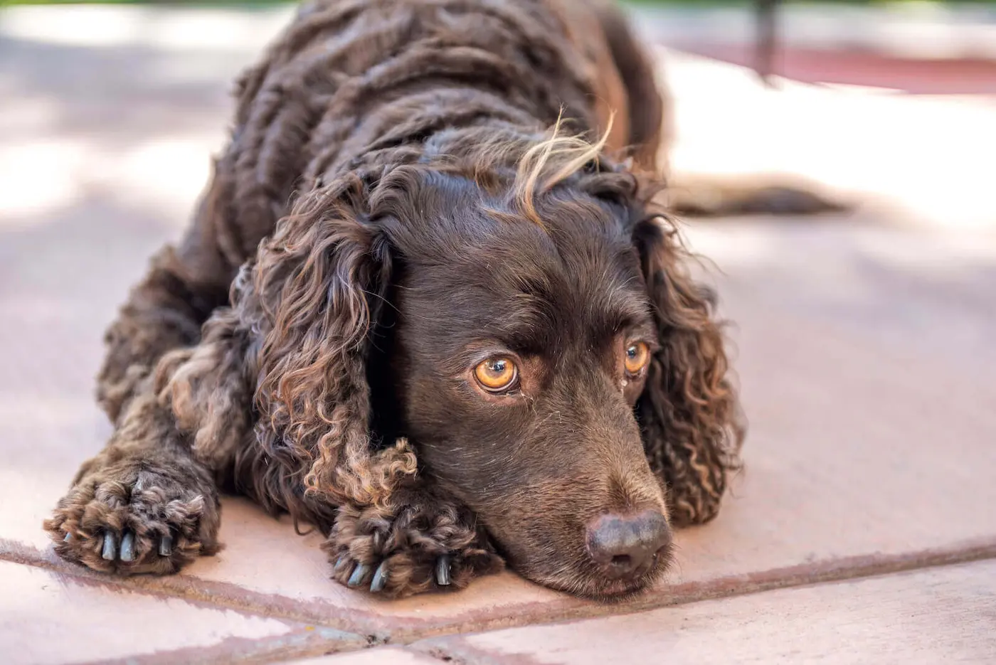American Water Spaniel breed photo