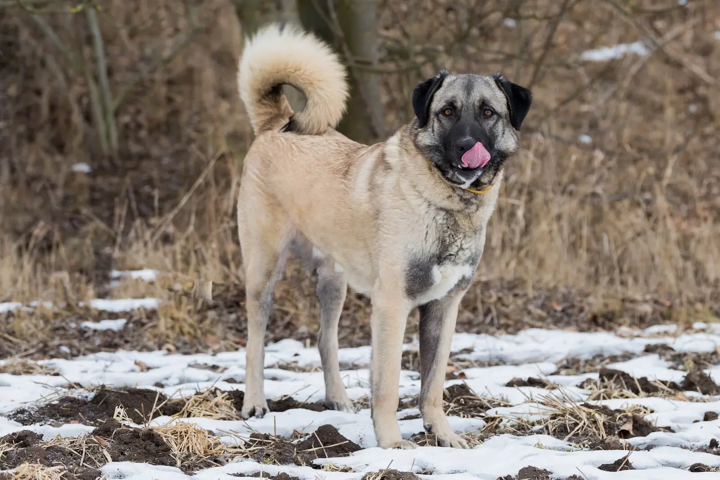 Anatolian Shepherd Dog breed photo