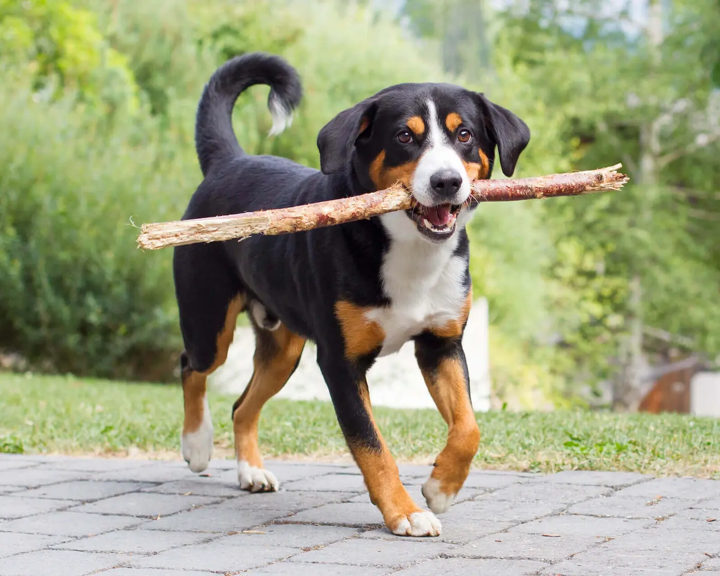 Appenzeller breed photo