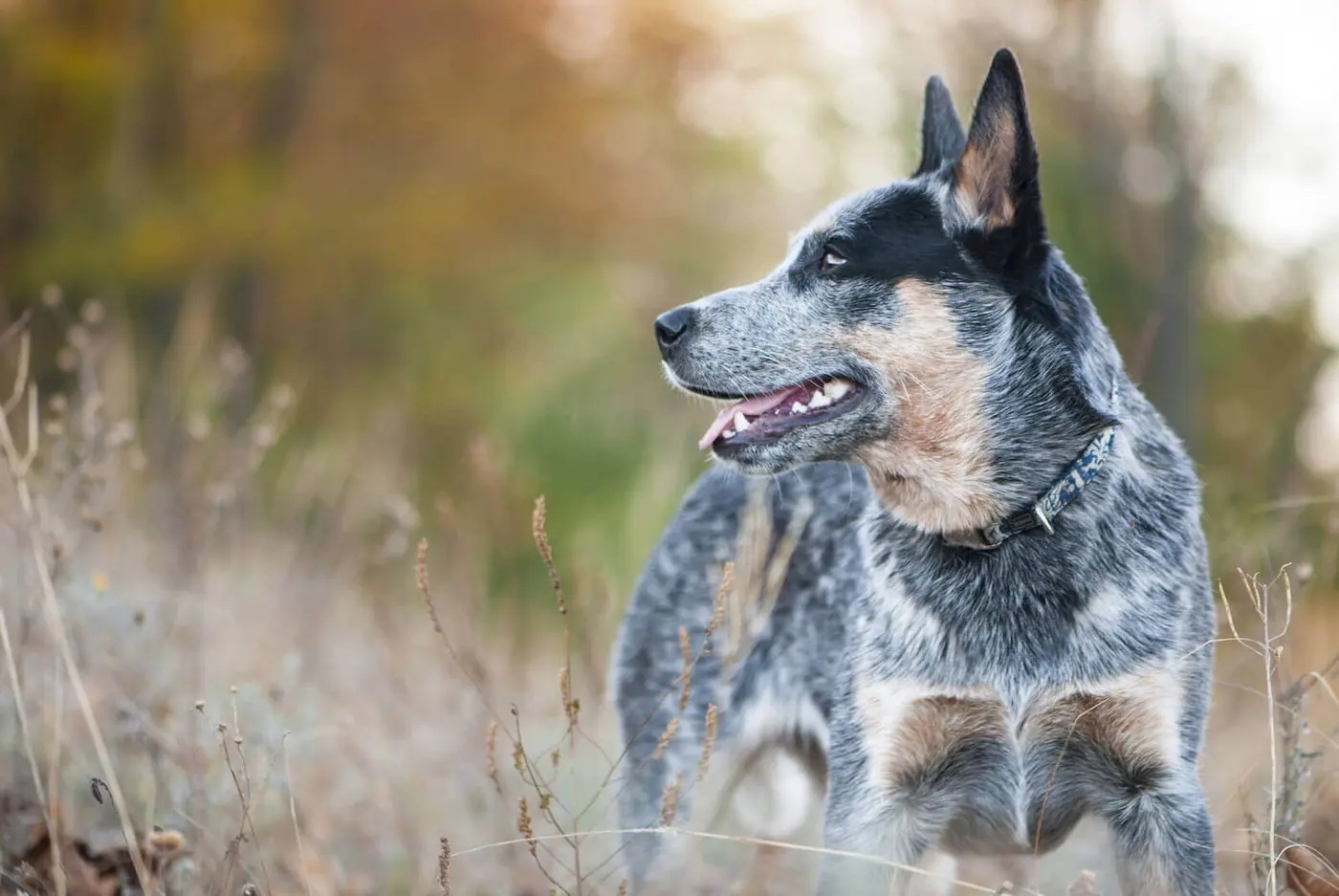 Australian Cattle Dog breed photo