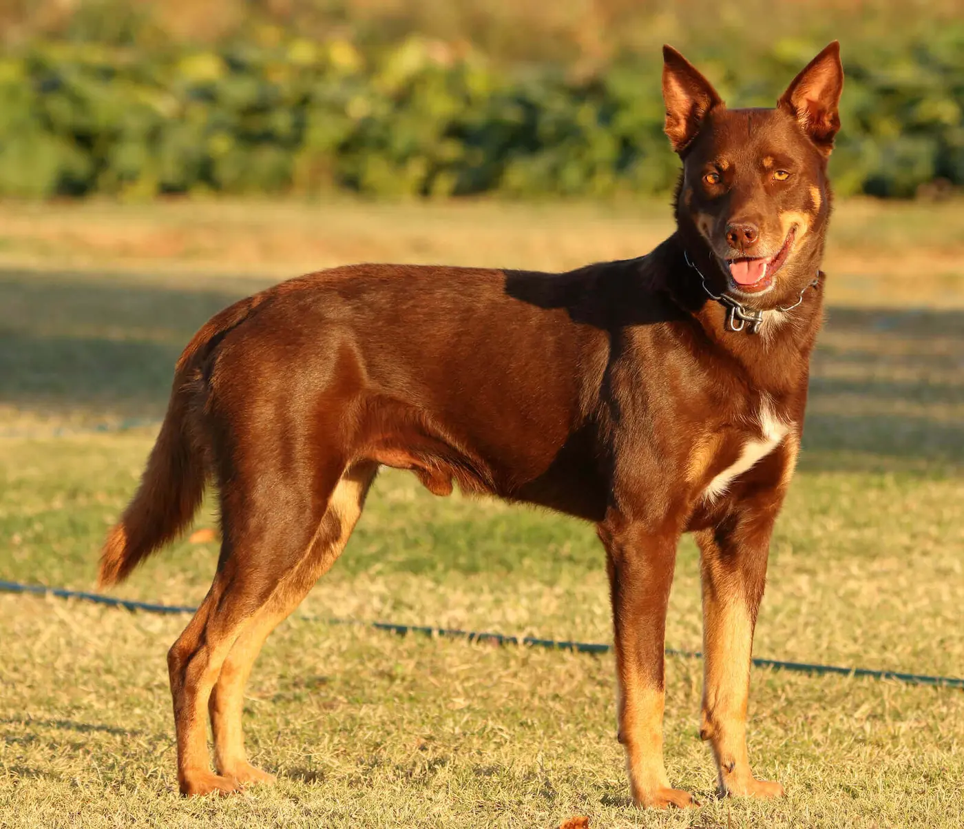 Australian Kelpie breed photo