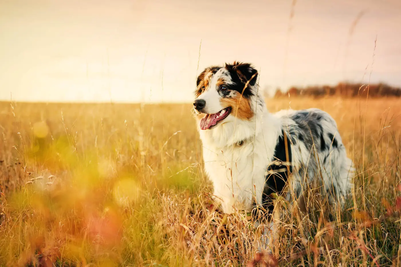 Australian Shepherd breed photo