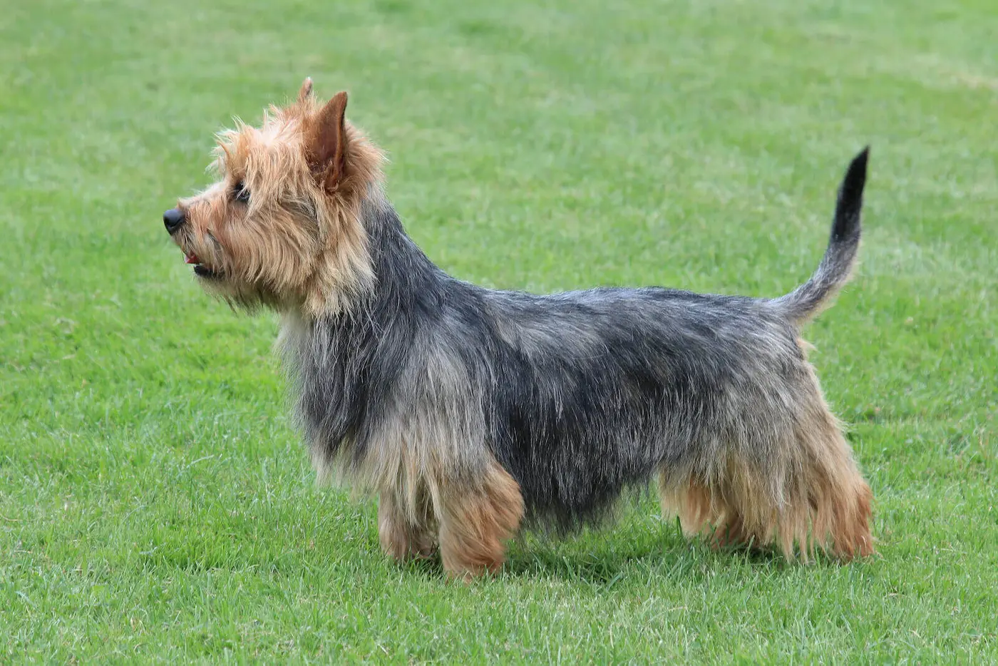 Australian Terrier breed photo