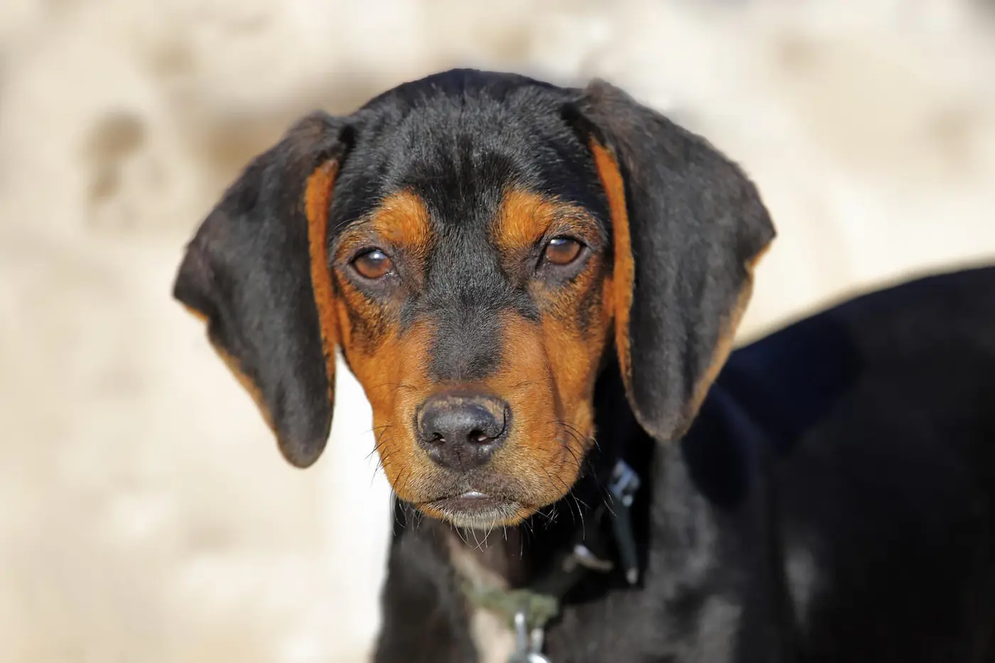 Austrian Black and Tan Hound breed photo