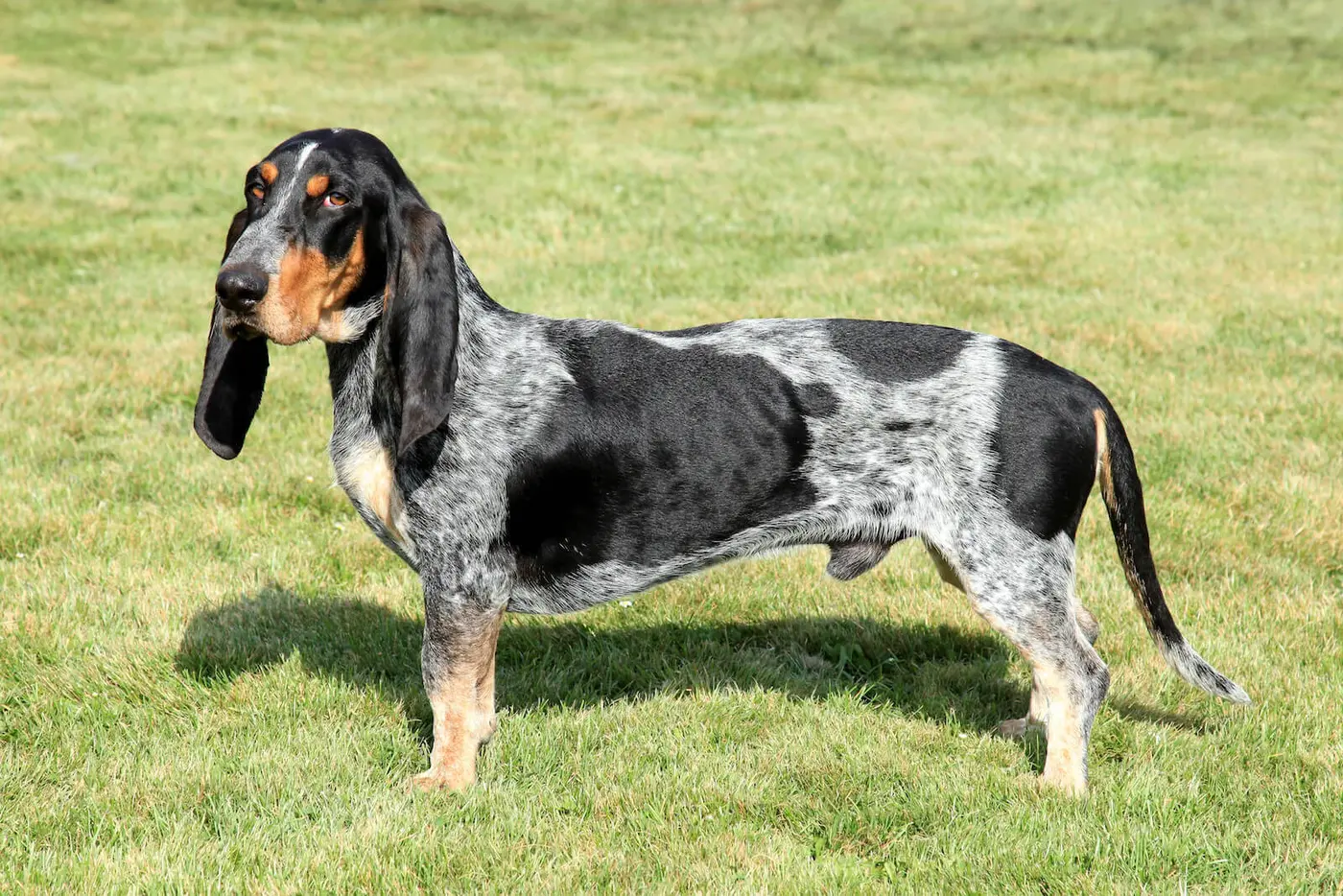 Basset Bleu de Gascogne breed photo