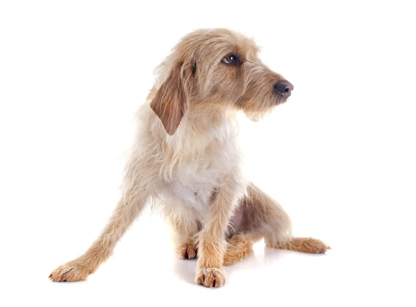 Basset Fauve de Bretagne breed photo