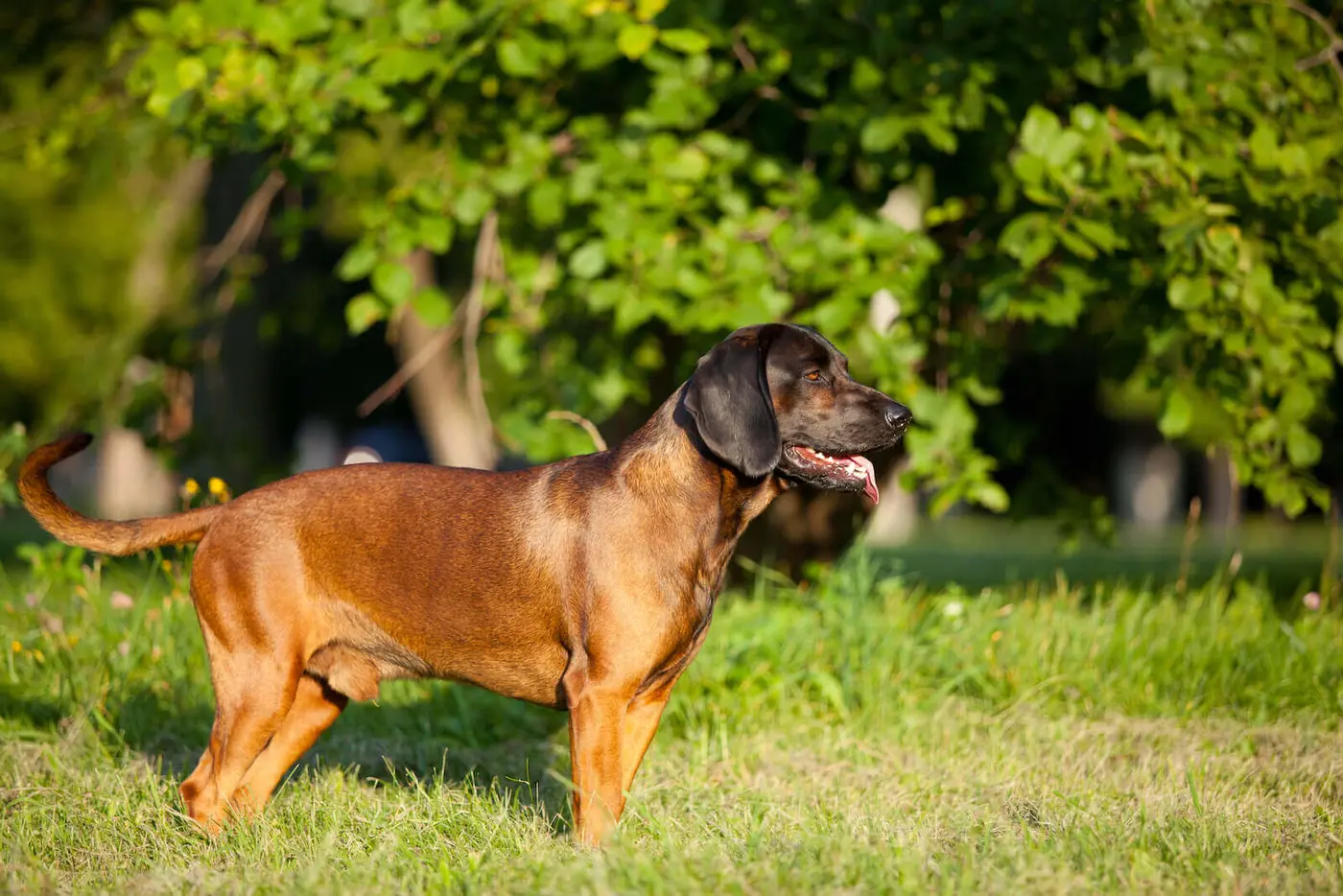 Bavarian Mountain Hound breed photo
