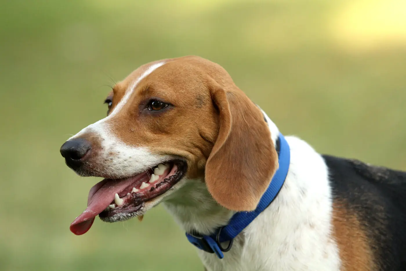 Beagle Harrier breed photo
