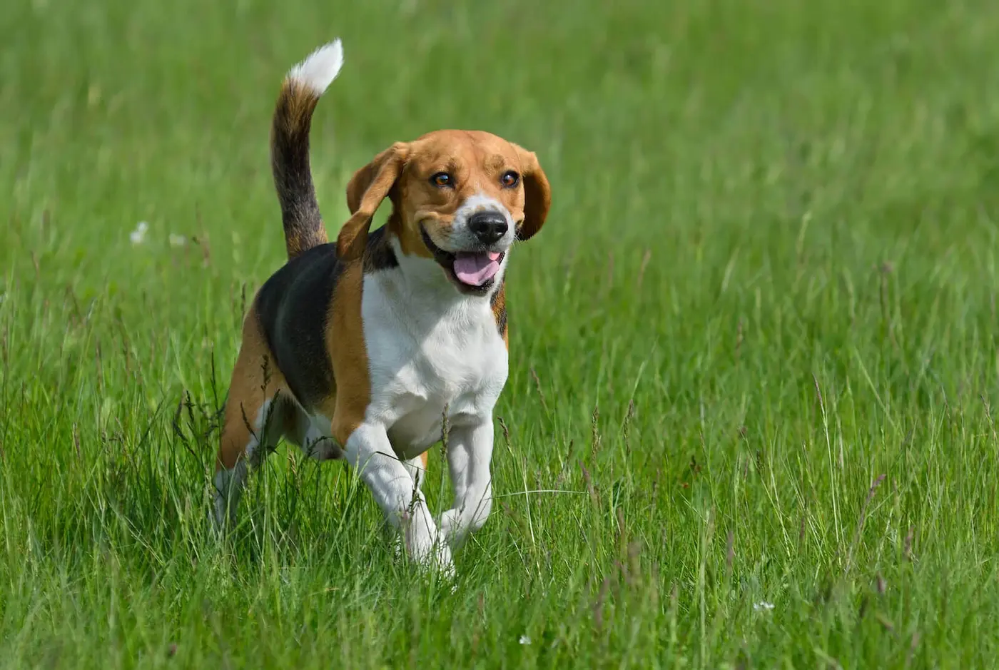 Beagle breed photo