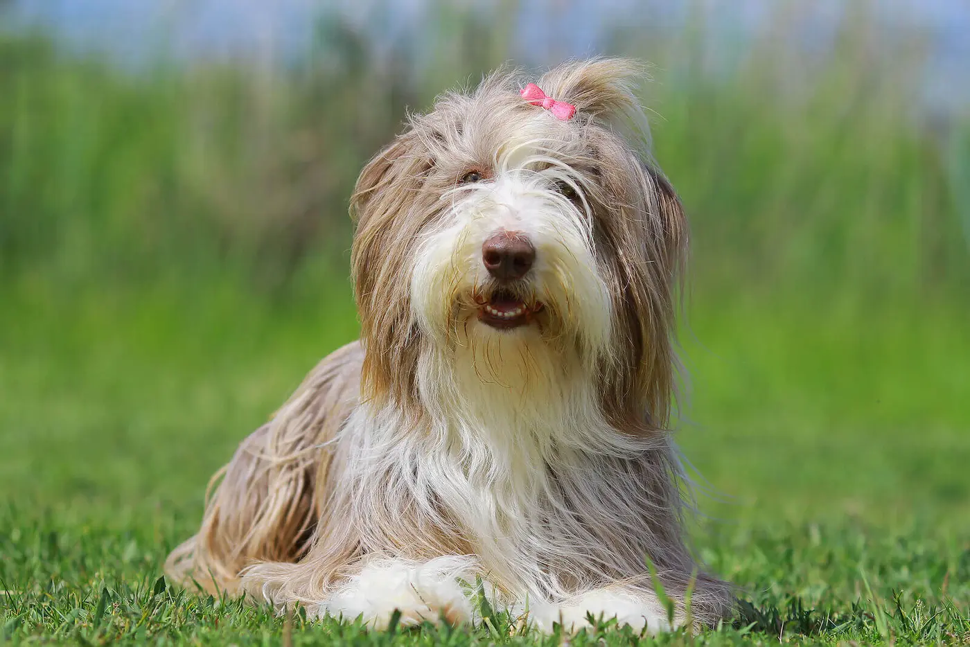 Bearded Collie breed photo