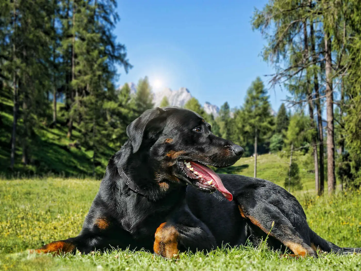 Beauceron breed photo