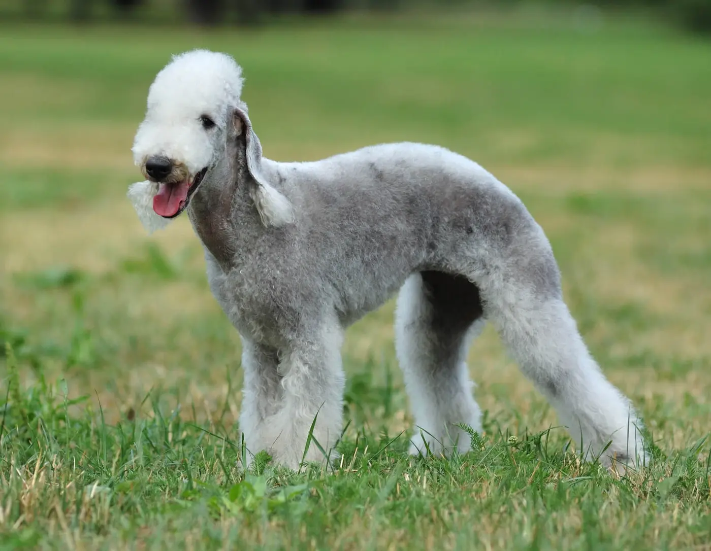 Bedlington Terrier breed photo