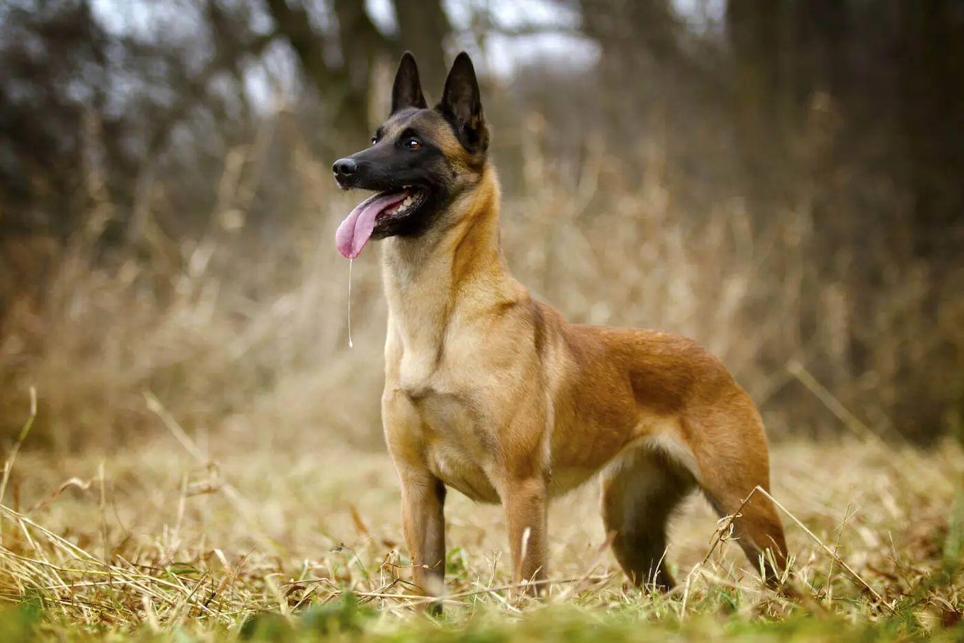 Belgian Malinois breed photo