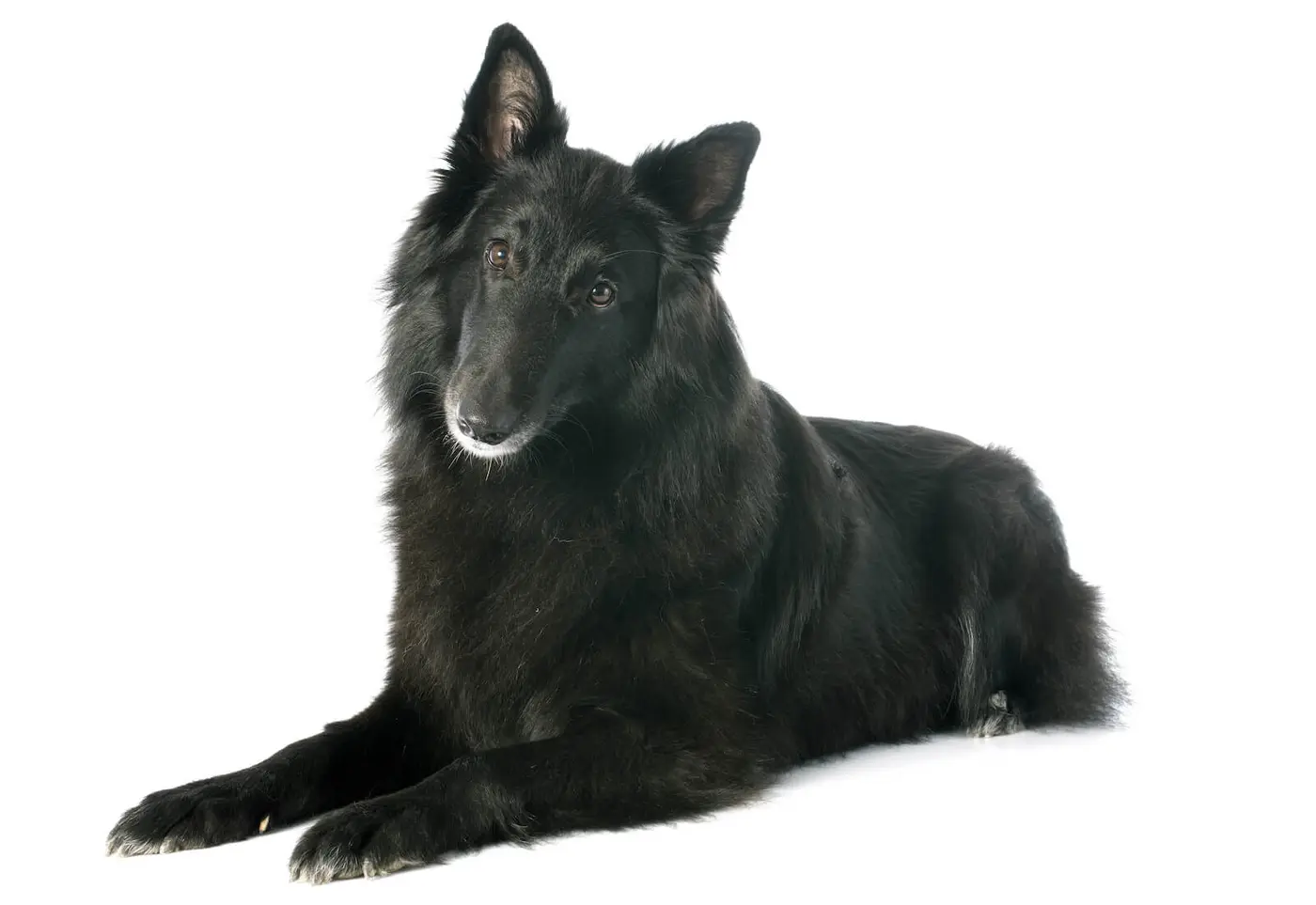 Belgian Sheepdog breed photo