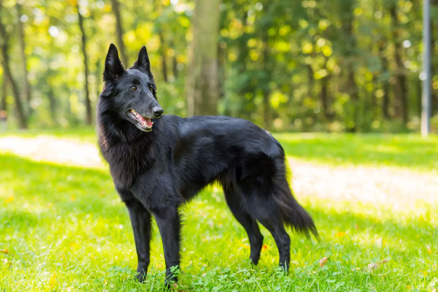 Belgian Shepherd Dog breed photo