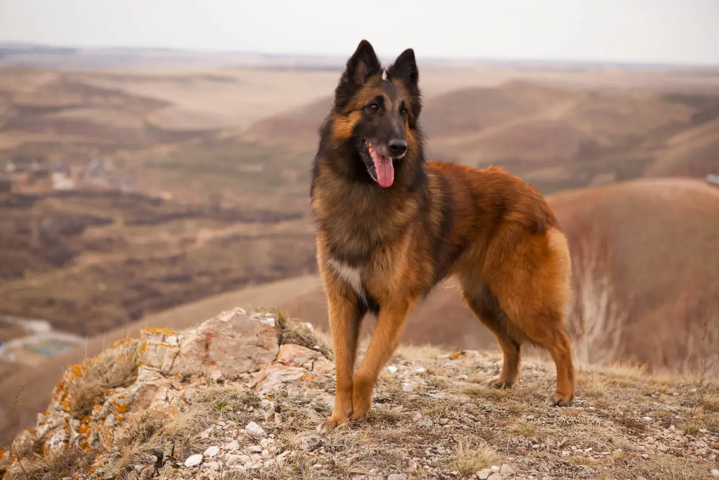 Belgian Tervuren breed photo
