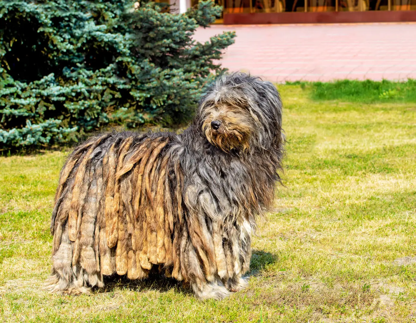 Bergamasco breed photo