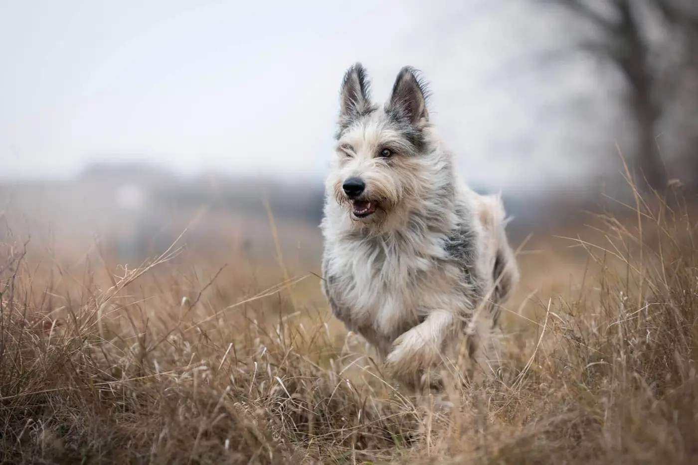 Berger Picard breed photo