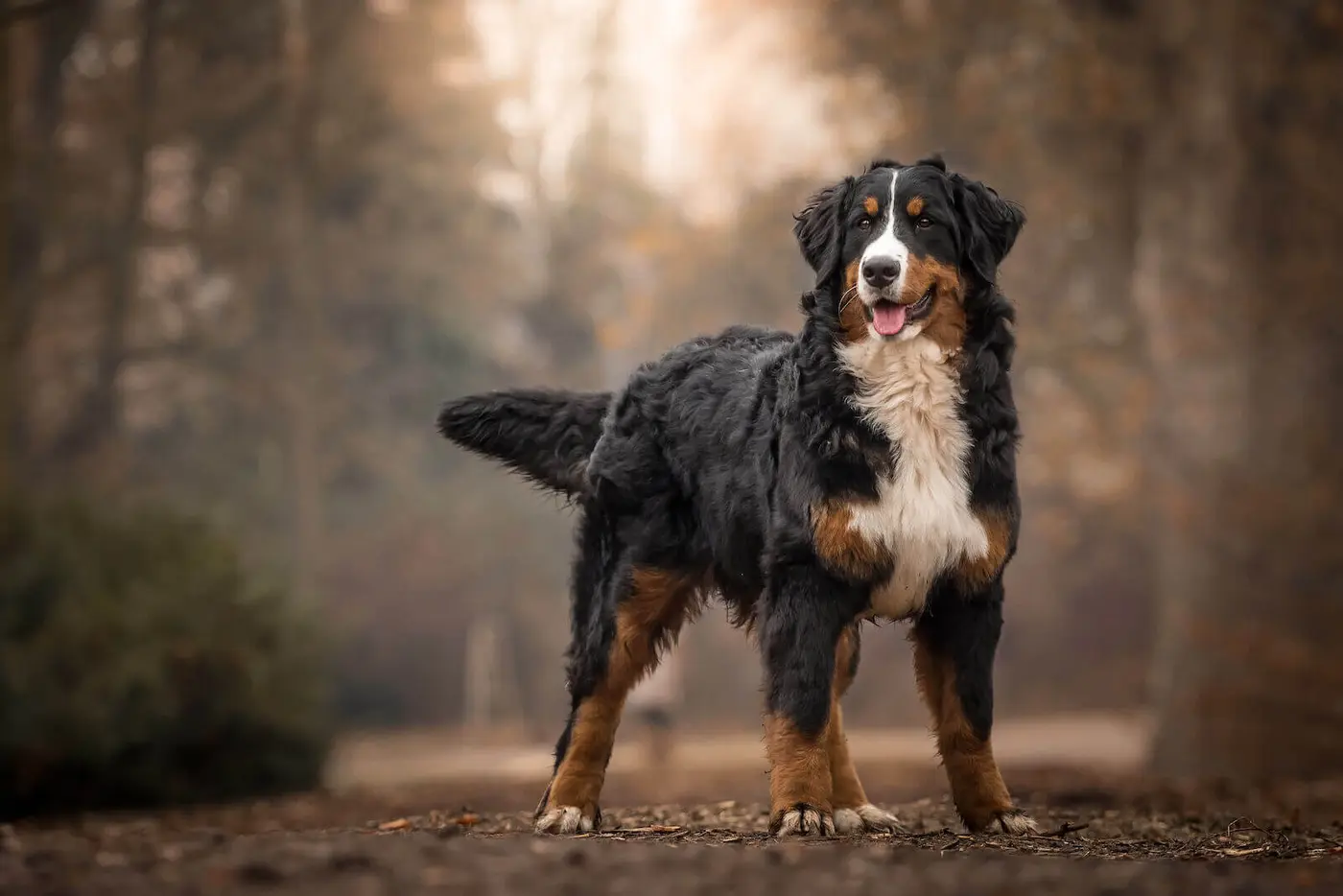 Bernese Mountain Dog breed photo